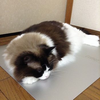 f:id:myukmyuk:20190826230102j:plain