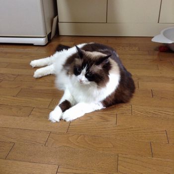 f:id:myukmyuk:20191008223633j:plain