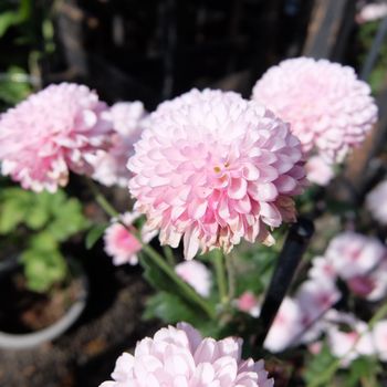 f:id:myukmyuk:20191114205502j:plain