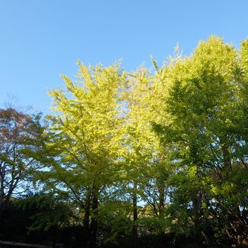 f:id:myukmyuk:20191116223142j:plain f:id:myukmyuk:20191116223142j:plain