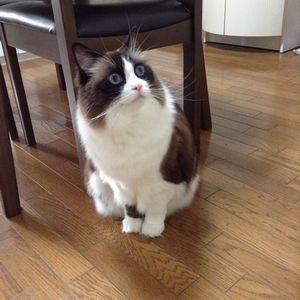 f:id:myukmyuk:20191213222641j:plain