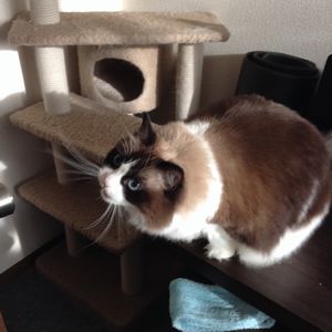 f:id:myukmyuk:20191222225635j:plain