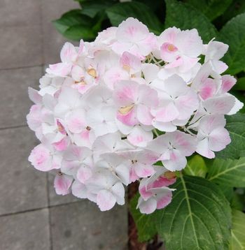 f:id:myukmyuk:20200612214639j:plain