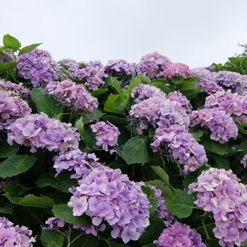 f:id:myukmyuk:20200712132625j:plain f:id:myukmyuk:20200712132625j:plain