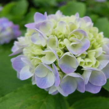 f:id:myukmyuk:20200712132633j:plain f:id:myukmyuk:20200712132633j:plain