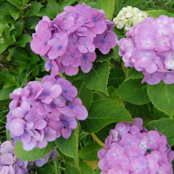 f:id:myukmyuk:20200712132639j:plain f:id:myukmyuk:20200712132639j:plain