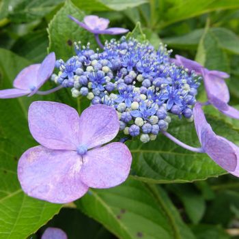 f:id:myukmyuk:20200712132646j:plain f:id:myukmyuk:20200712132646j:plain