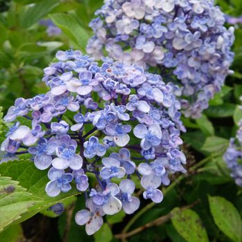 f:id:myukmyuk:20200712132650j:plain f:id:myukmyuk:20200712132650j:plain