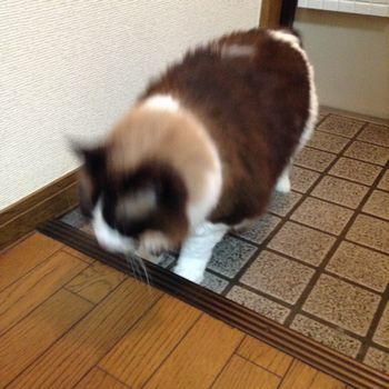 f:id:myukmyuk:20200802230905j:plain