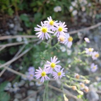 f:id:myukmyuk:20201024205651j:plain f:id:myukmyuk:20201024205651j:plain