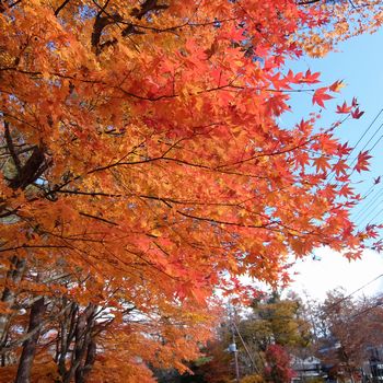 f:id:myukmyuk:20201110185233j:plain
