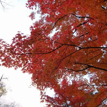 f:id:myukmyuk:20201110185255j:plain