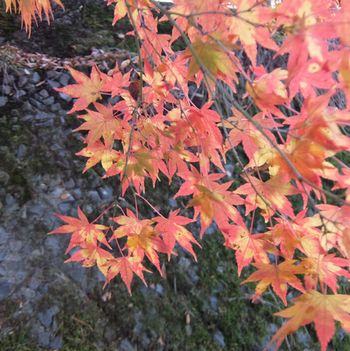 f:id:myukmyuk:20201110185300j:plain