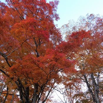 f:id:myukmyuk:20201110185316j:plain