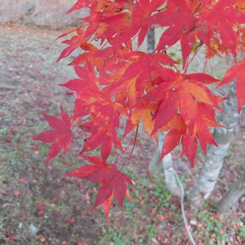 f:id:myukmyuk:20201110185325j:plain
