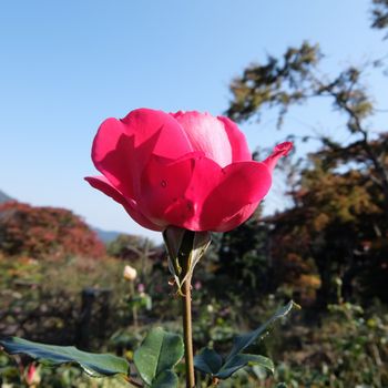 f:id:myukmyuk:20201117164251j:plain