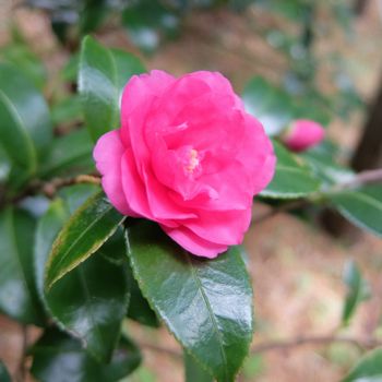 f:id:myukmyuk:20201129205210j:plain
