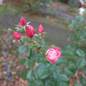 f:id:myukmyuk:20201129205256j:plain