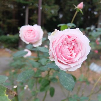 f:id:myukmyuk:20201129205301j:plain