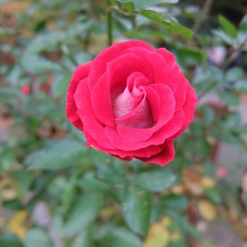 f:id:myukmyuk:20201129205305j:plain