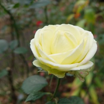 f:id:myukmyuk:20201129205314j:plain