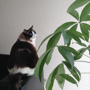 f:id:myukmyuk:20201213194203j:plain
