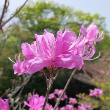 f:id:myukmyuk:20210504164609j:plain