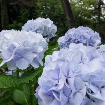 f:id:myukmyuk:20210613183655j:plain