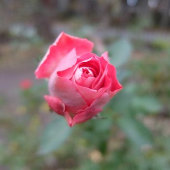 f:id:myukmyuk:20211205184208j:plain