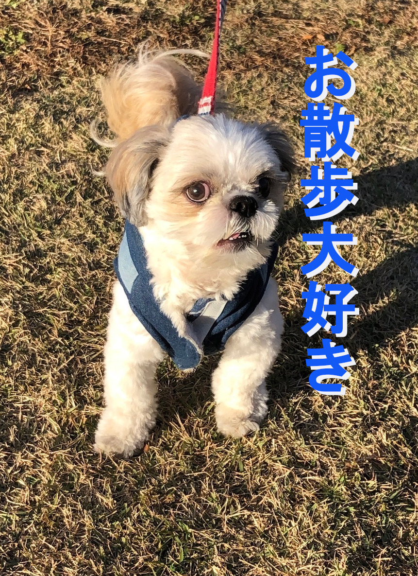 f:id:myumyumoki:20220410171122j:plain