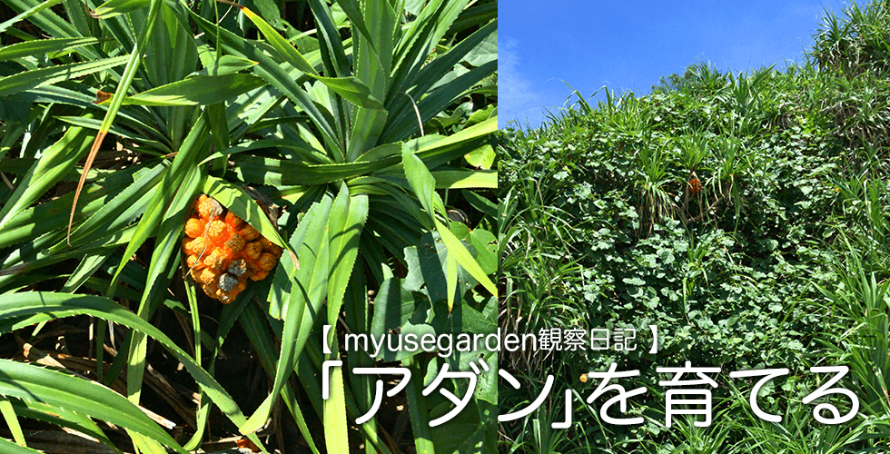 Myusegarden観察日記 アダン を育てる ミューズガーデン Myusegardenブログ Myusegarden観察日記 アダン を育てる ミューズガーデン Myusegardenブログ