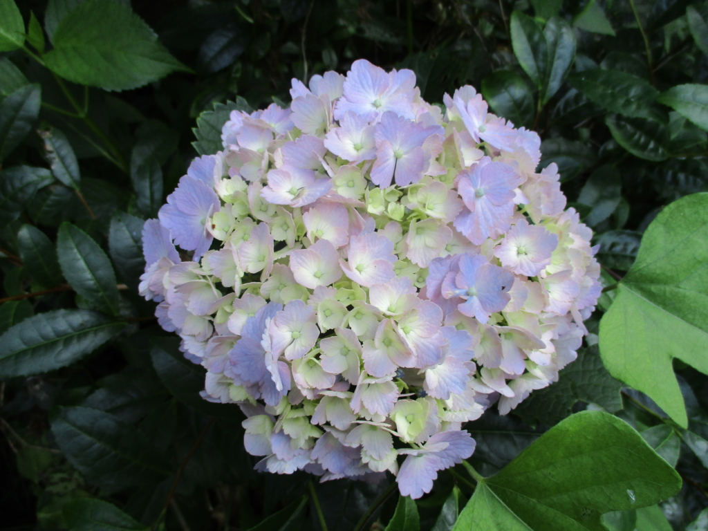 まつこの庭 のアジサイコレクション まつこの庭