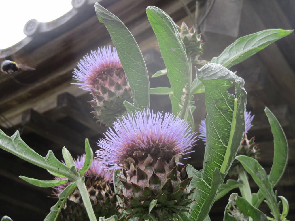 アーティチョークと2羽のおはなし | herbalspace Bee＆Herb, image size:1024x768