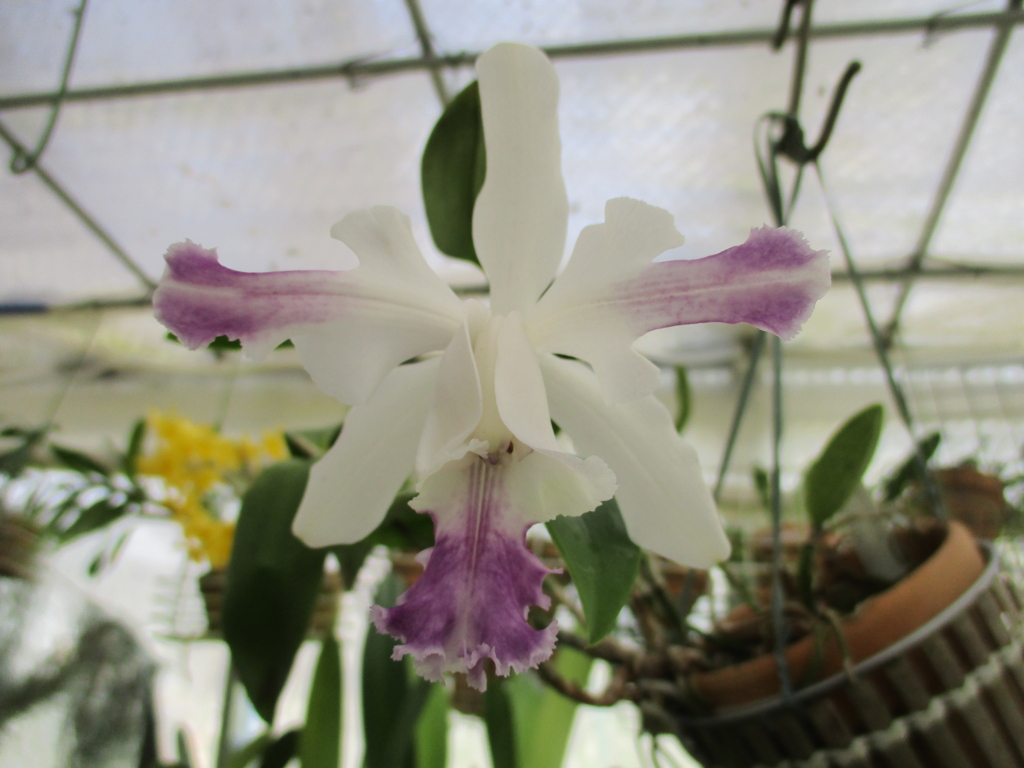 まつこの庭」・早春のラン（3）カトレア - まつこの庭