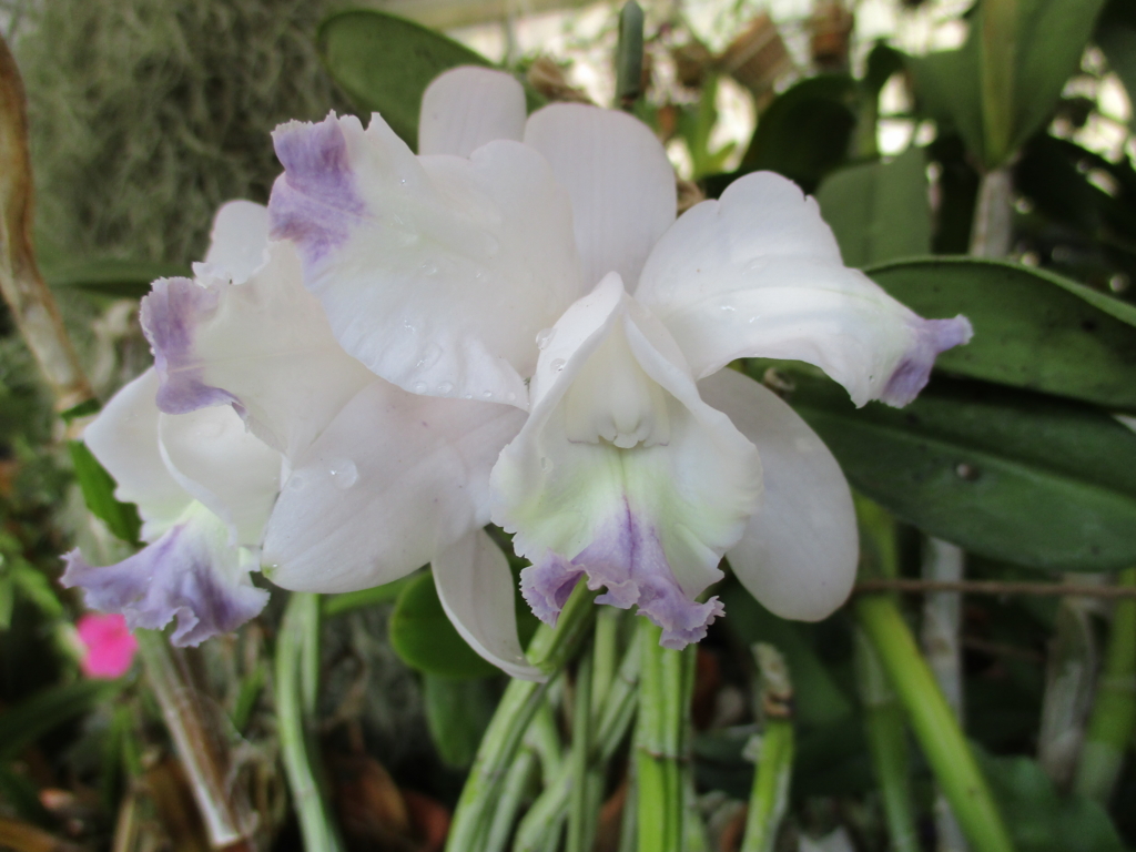 まつこの庭」・早春のラン（3）カトレア - まつこの庭