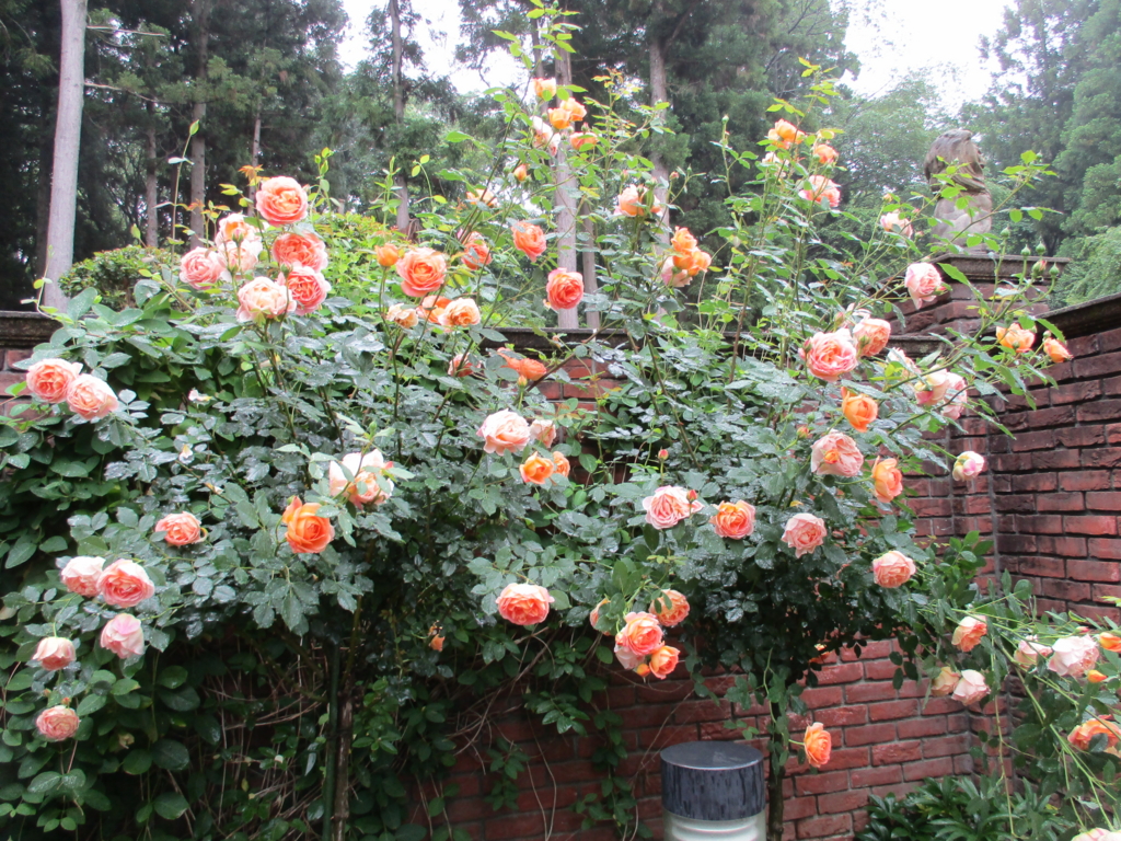 f:id:myuu-myuu:20170526084601j:plain