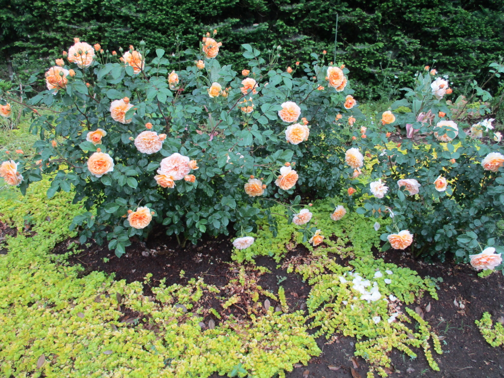 f:id:myuu-myuu:20170526084637j:plain