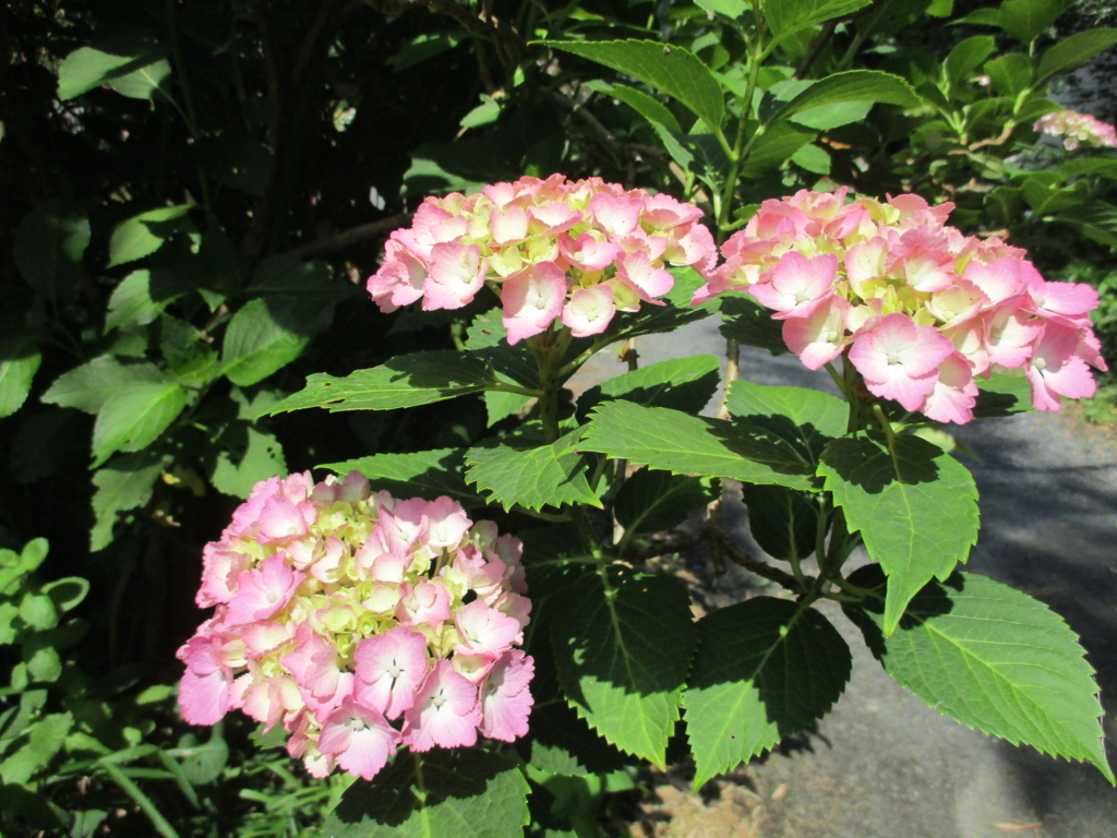 f:id:myuu-myuu:20170615141407j:plain