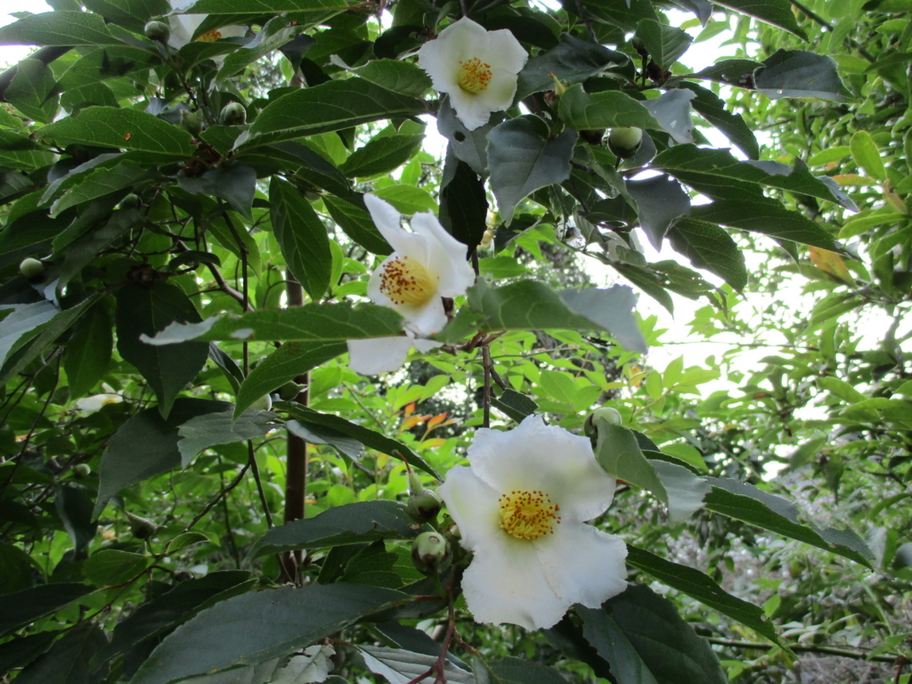 f:id:myuu-myuu:20170615141459j:plain f:id:myuu-myuu:20170615141459j:plain