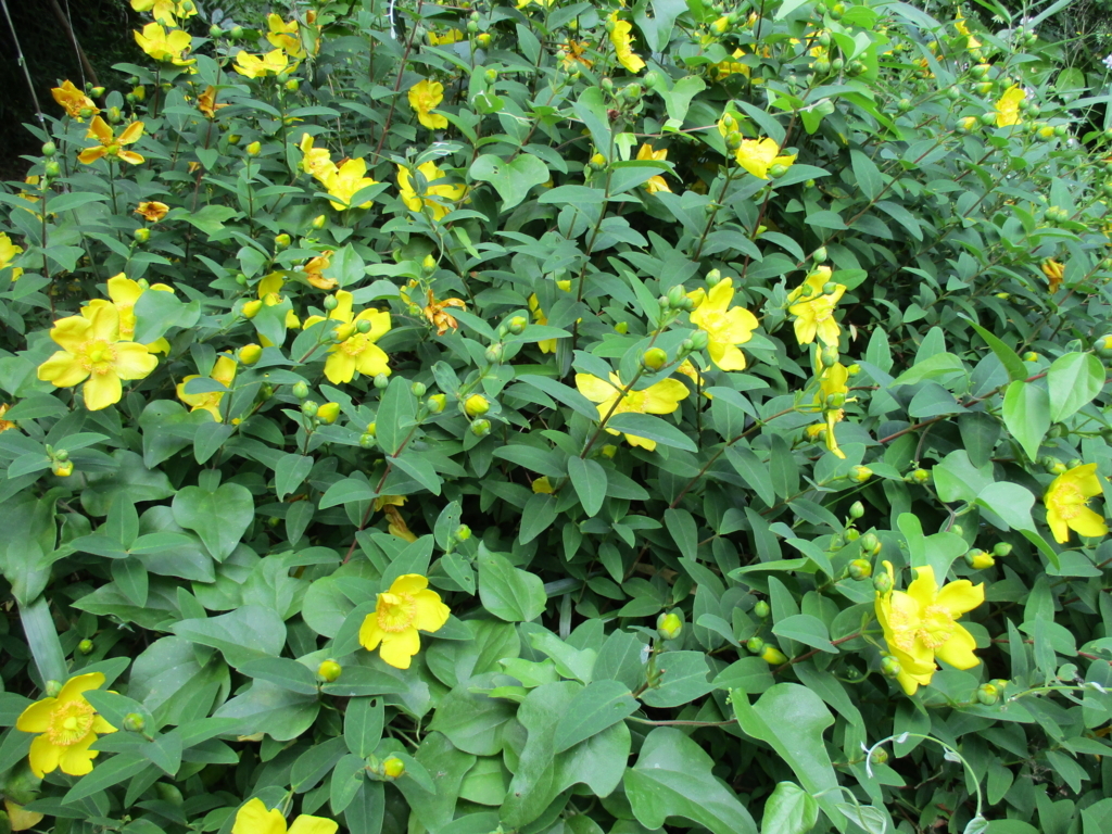 f:id:myuu-myuu:20170615141547j:plain