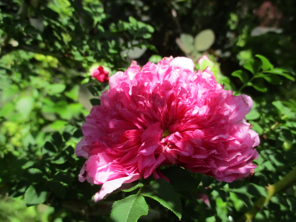 f:id:myuu-myuu:20170615142010j:plain