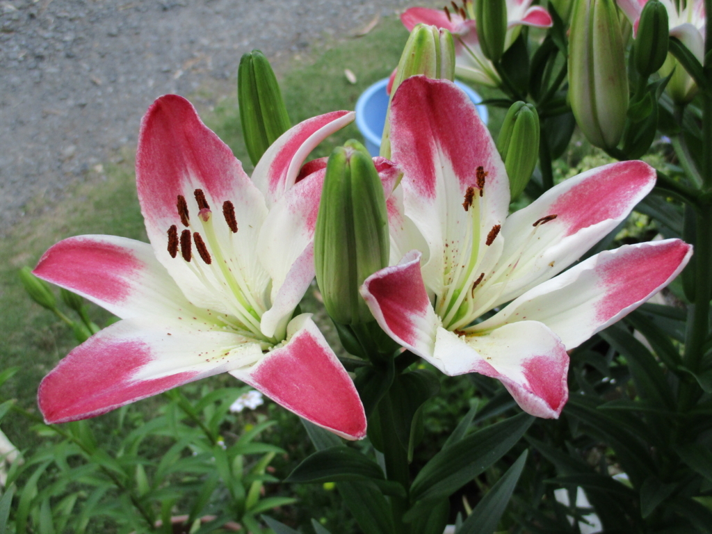 f:id:myuu-myuu:20170615142152j:plain f:id:myuu-myuu:20170615142152j:plain