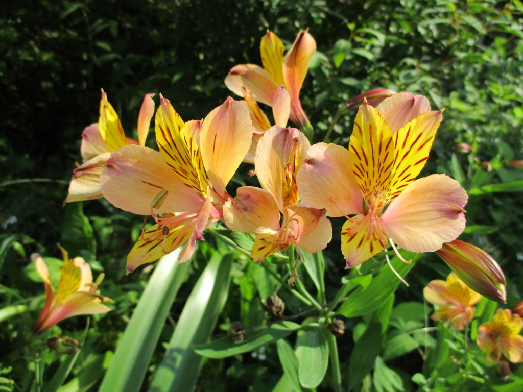 f:id:myuu-myuu:20170615142312j:plain