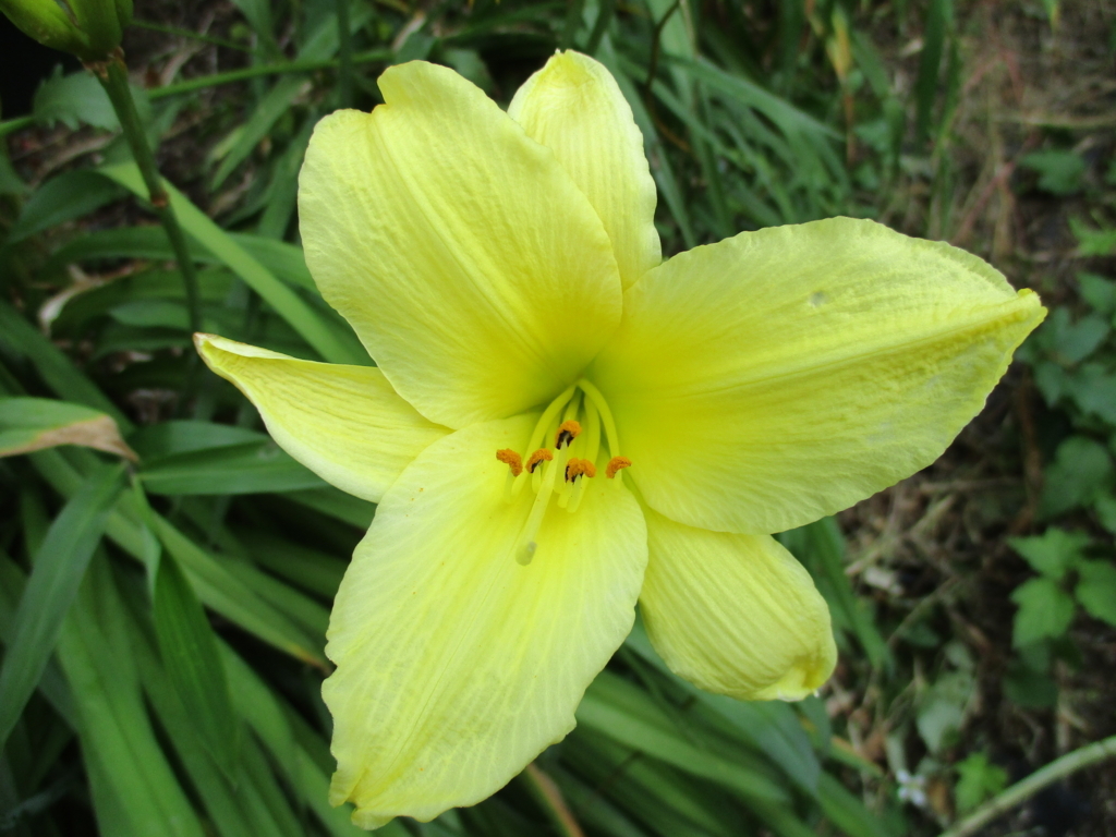 f:id:myuu-myuu:20170615142513j:plain