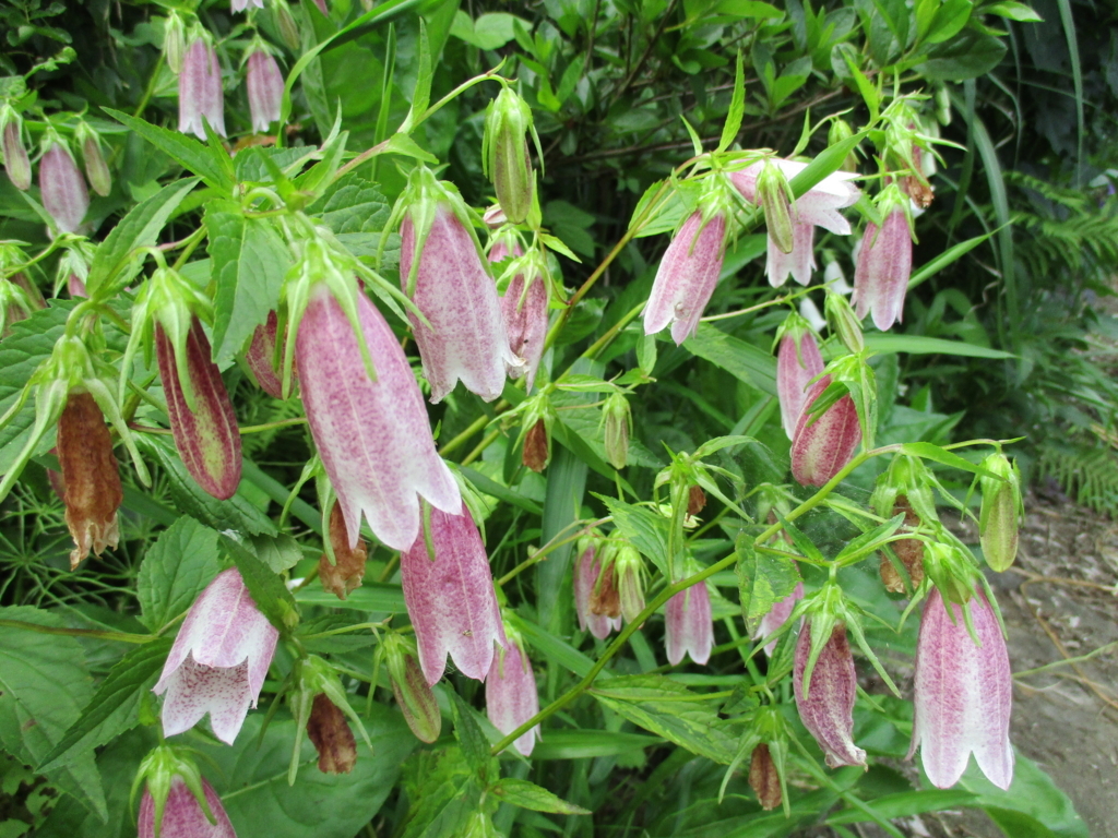 f:id:myuu-myuu:20170615144706j:plain