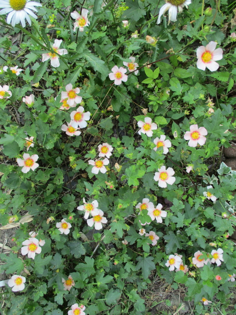 f:id:myuu-myuu:20170615145137j:plain