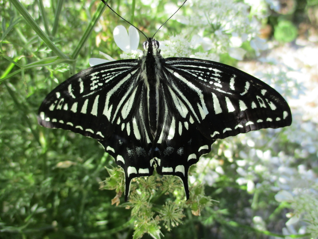 f:id:myuu-myuu:20170615145614j:plain