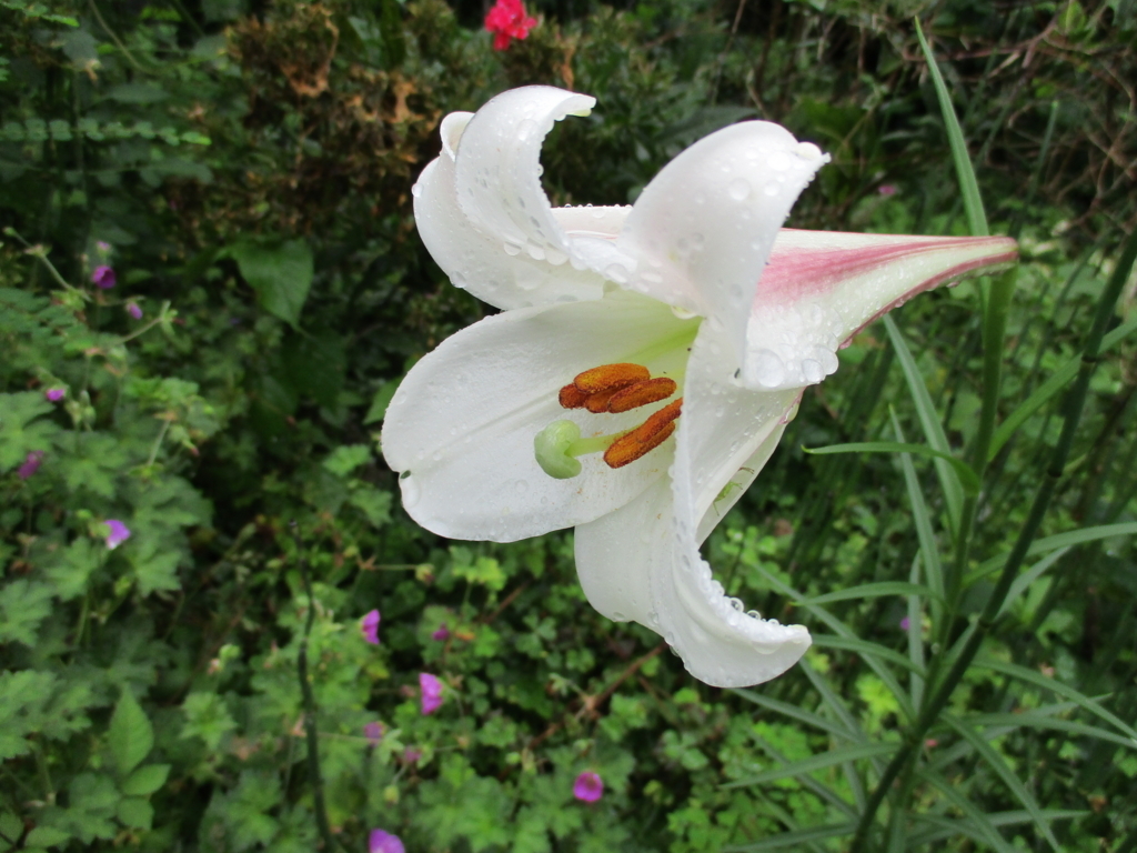 創作キュウイツルスワッグ ミモザ＆高砂ユリイエロー 創作キュウイツル