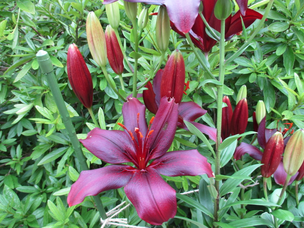 ステンドグラス カサブランカ ゆりの花 299 Www Notionsgroup Com