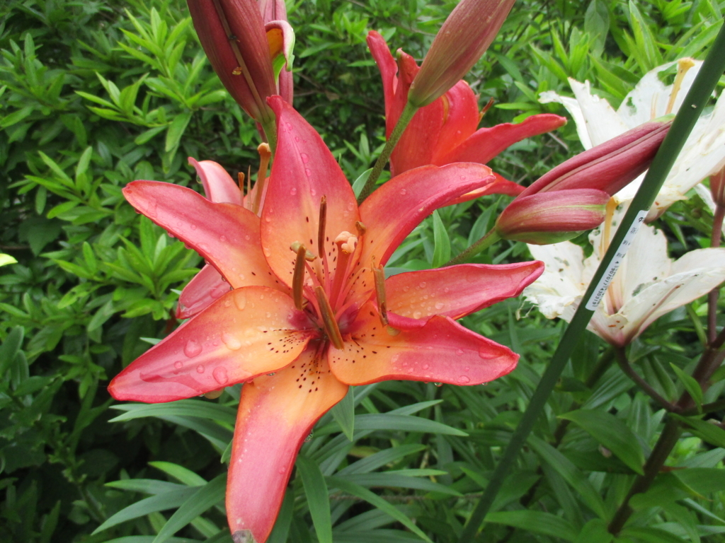 まつこの庭 のユリの花 まつこの庭
